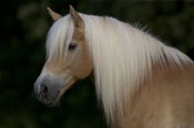 haflinger-nepomuk-01.jpg